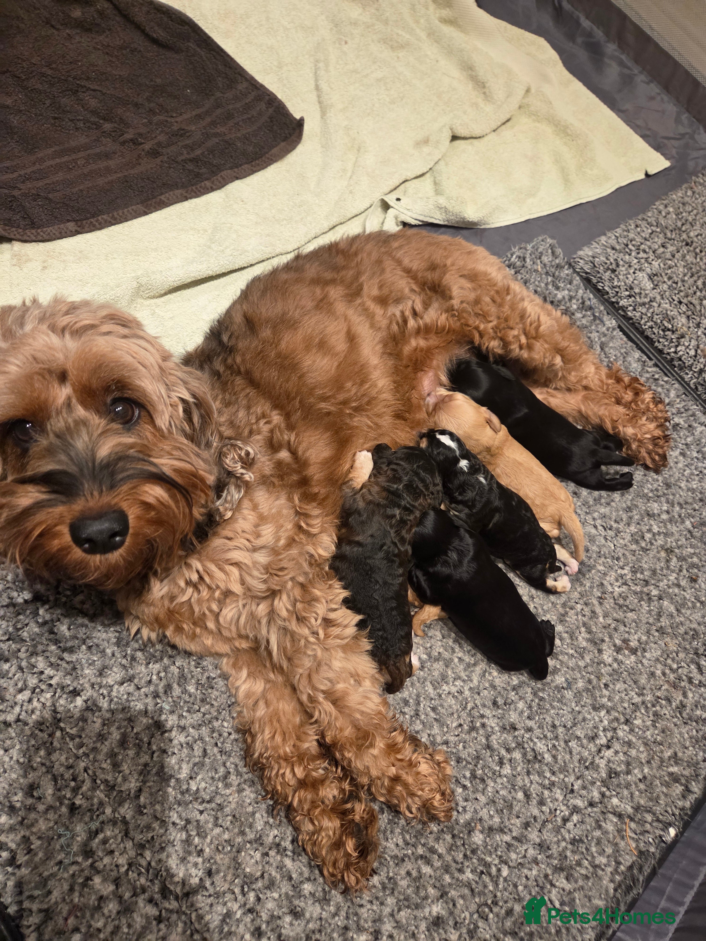 Cockapoo dogs Cockapoo puppies - Advert 6