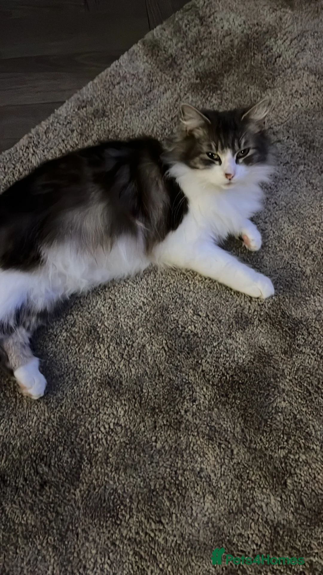 Mixed Breed cats for sale: Super fluffy kittens  - Advert 6