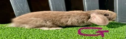 Mini Lop rabbits for sale: 💙🩷 Stunning Mini Lop Babies 🩷💙 - Advert 12