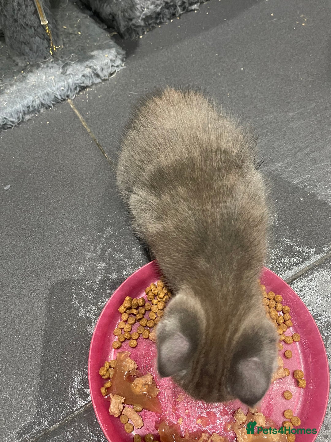 Mixed Breed cats for sale: ONE LEFT READY NOW - Image 10