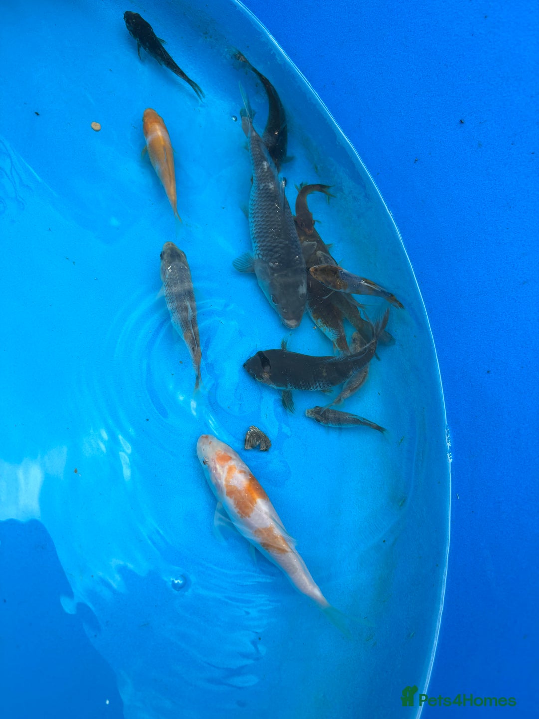 Koi Carp fish for sale: 70 Koi carp, 1-4”, showa, goshiki, kohaku, ogon - Image 9