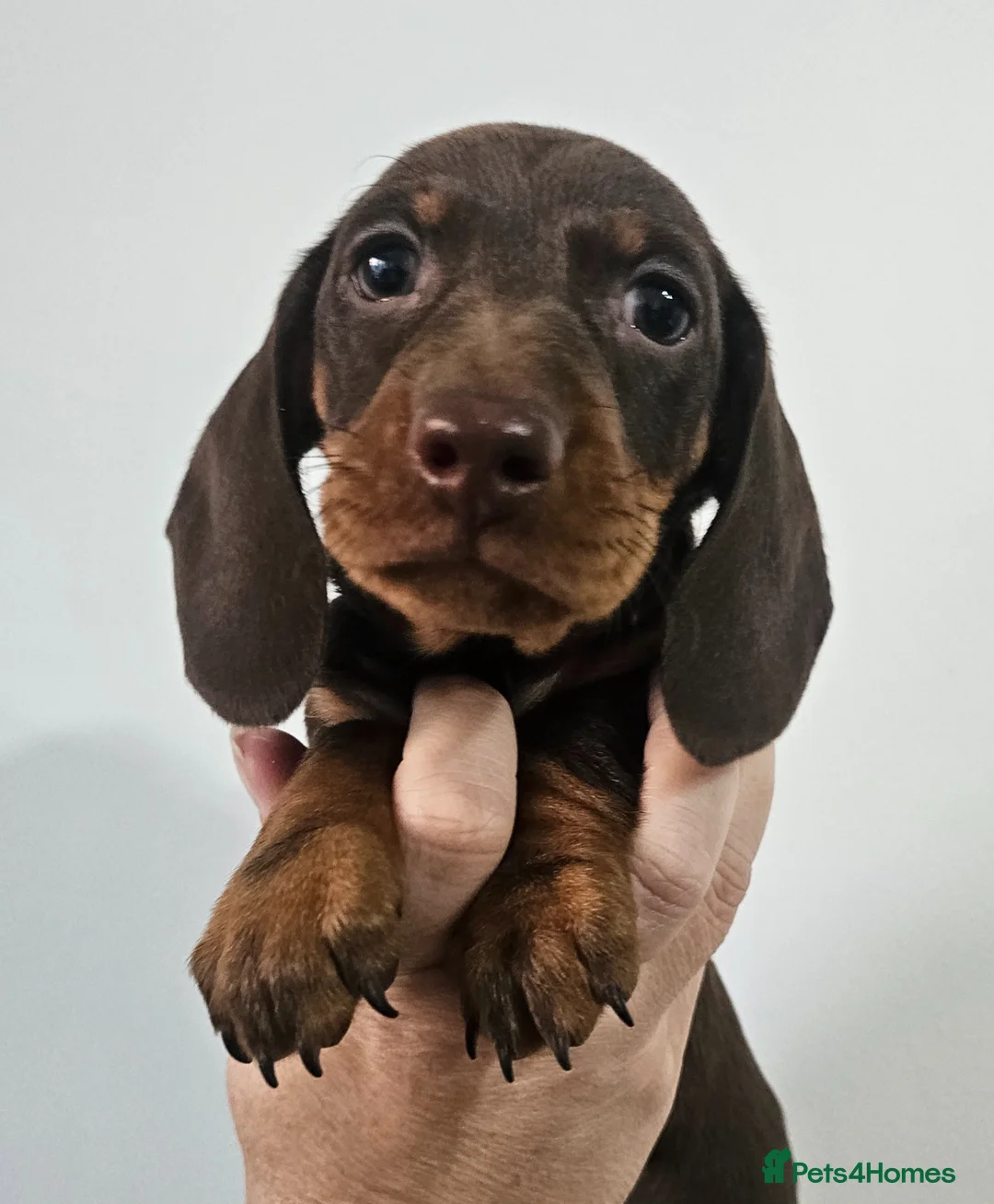 Dachshund dogs for sale: READY SUNDAY,  stunning pups kc reg parents  - Advert 1