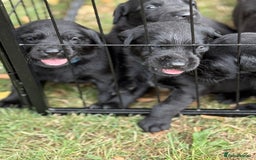 Labrador Retriever dogs for sale: 9 Gorgeous Black Labrador Puppies - Image 1