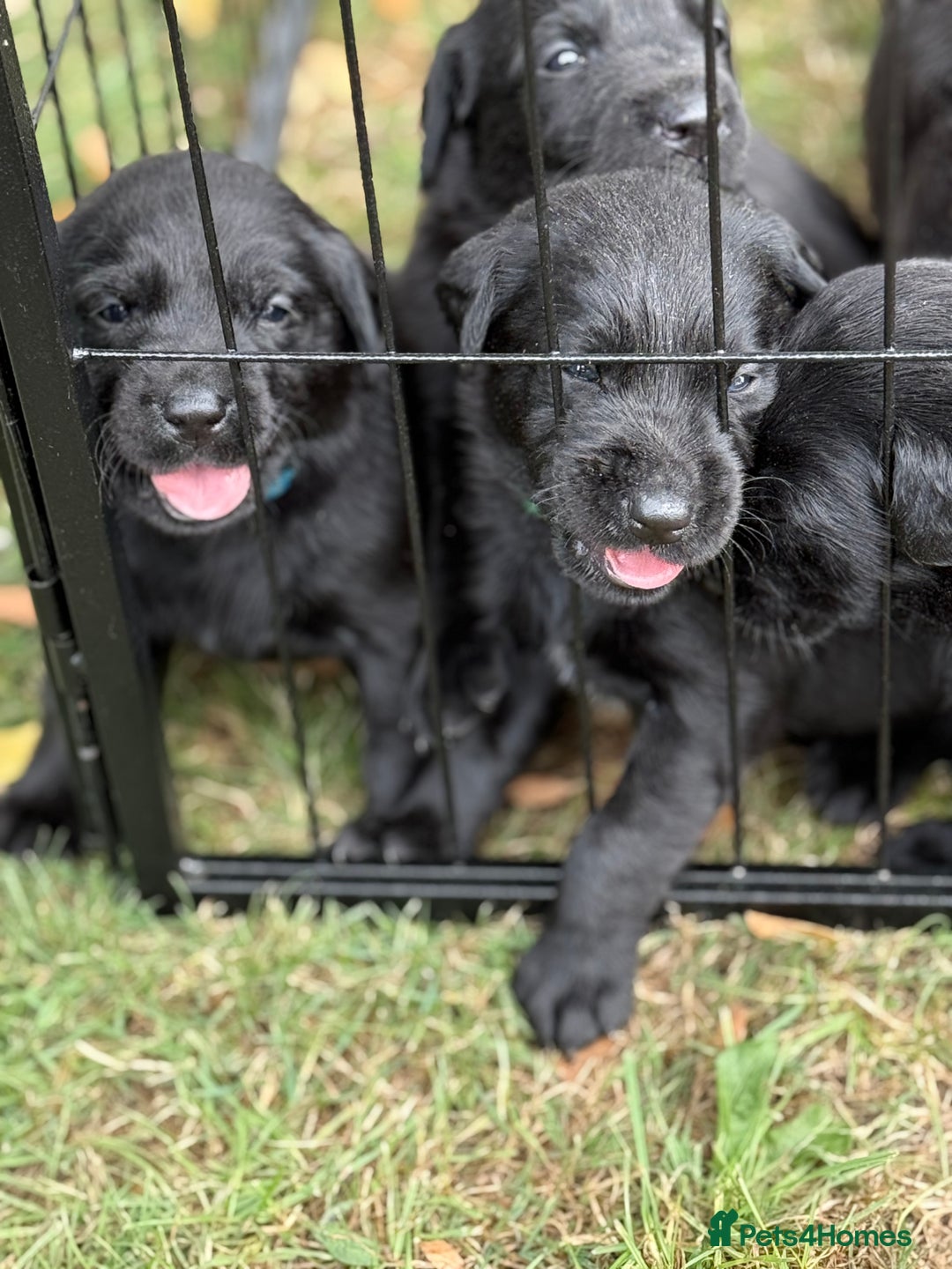 Labrador Retriever dogs for sale: 9 Gorgeous Black Labrador Puppies - Image 1