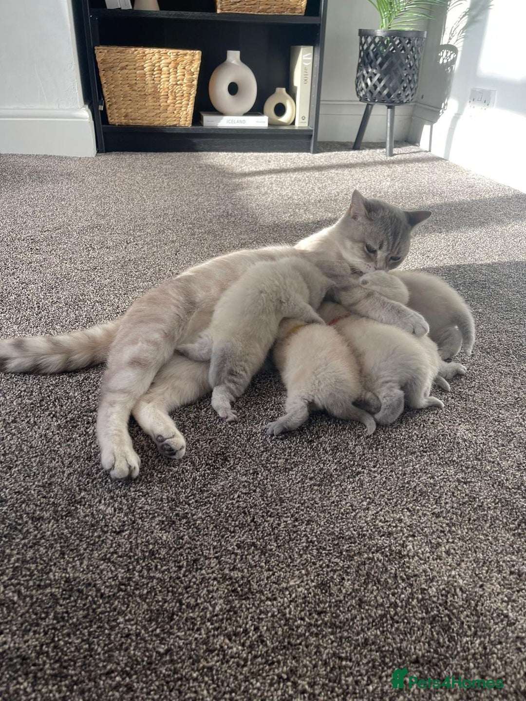 British Shorthair cats for sale: British Shorthair colour point kittens white  - Image 24