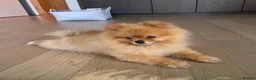 Pomeranian dogs for sale: Pomeranian Dog - Advert 4