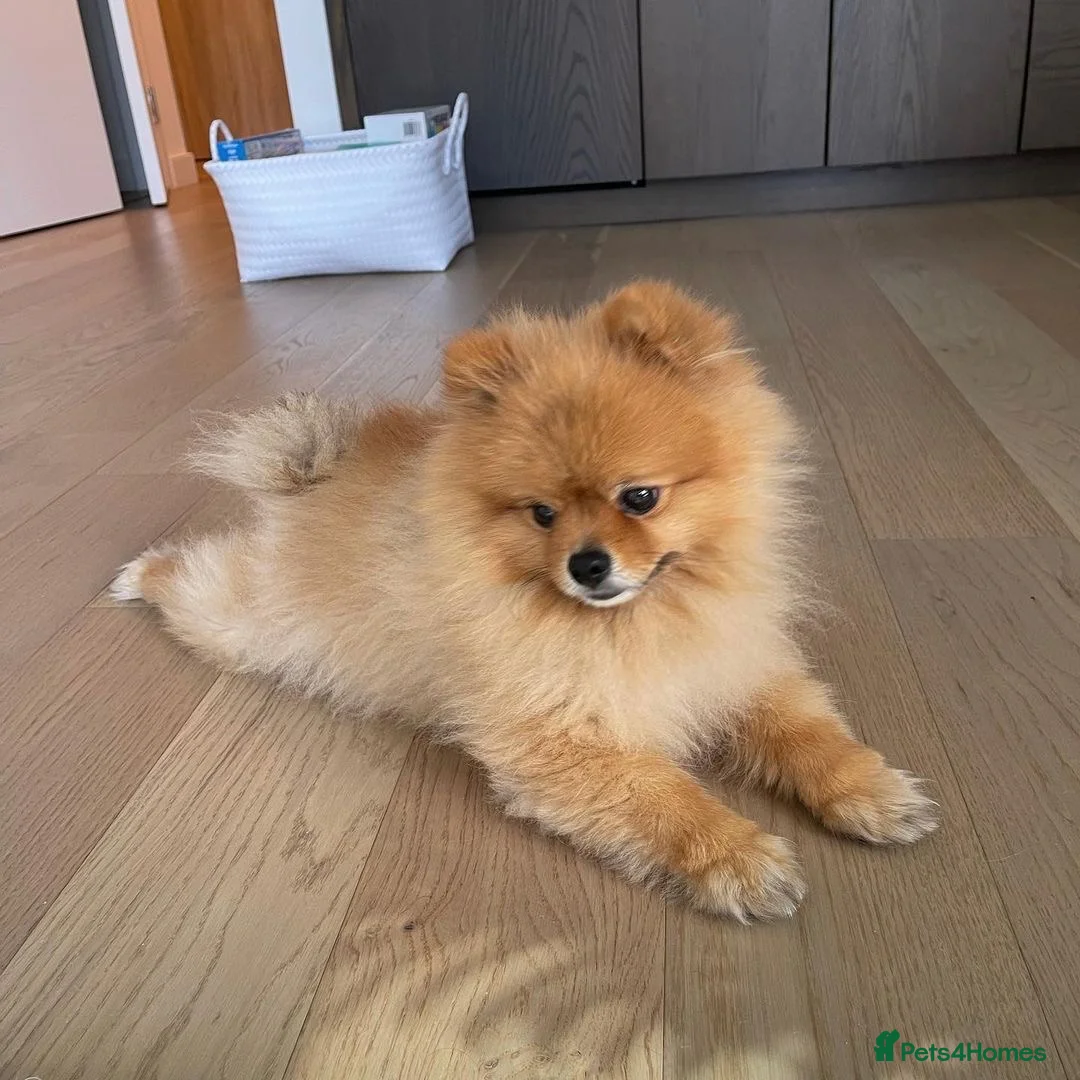 Pomeranian dogs for sale: Pomeranian Dog - Advert 4