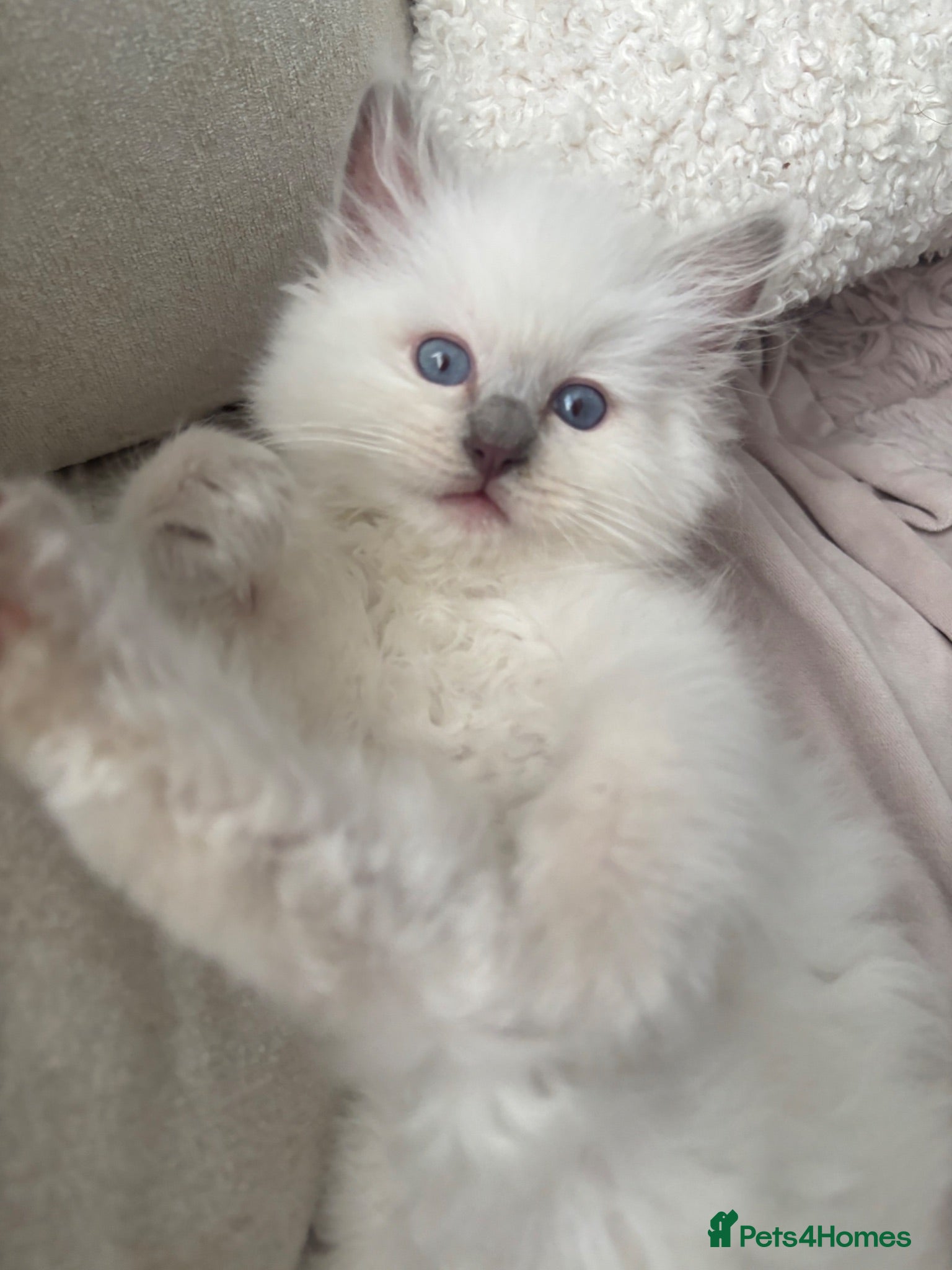 Ragdoll cats Chunky gccf lilac colourpoint boy available 💜 - Advert 4