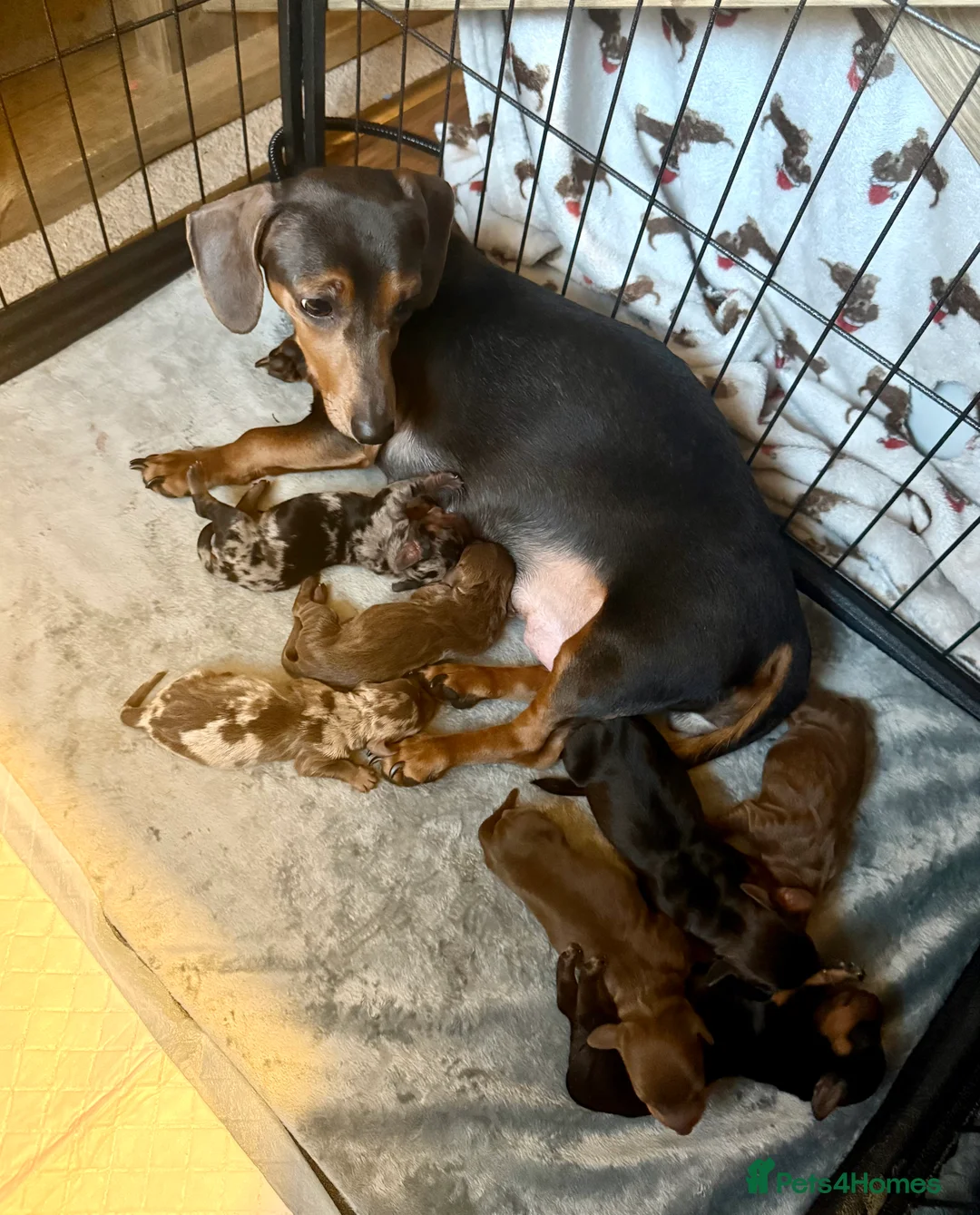 Miniature Dachshund dogs for sale: Miniature dachshund puppies  in Durham - Advert 2