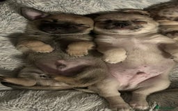 Chihuahua dogs for sale: Merle Chihuahua Puppies - Image 11