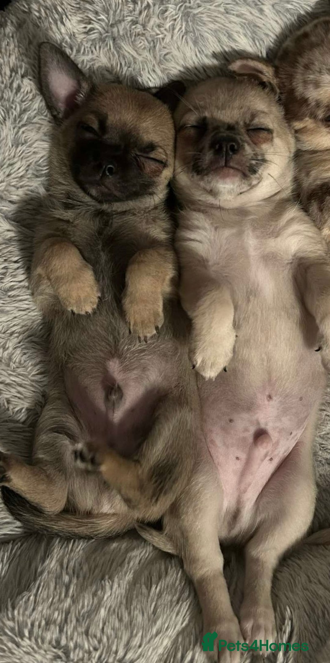 Chihuahua dogs for sale: Merle Chihuahua Puppies - Image 11