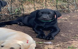 Labrador Retriever dogs for sale: 🐾Ready Now🐾Black Male FTCH Pedigree Forward Pups - Image 21