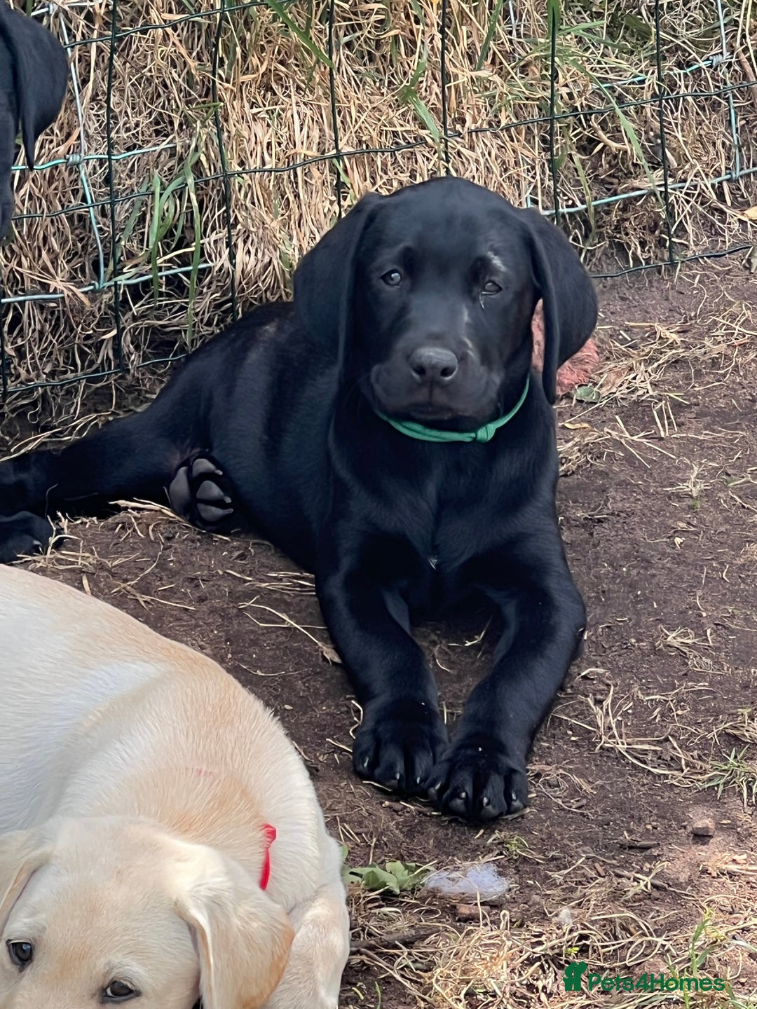 Labrador Retriever dogs for sale: 🐾Ready Now🐾Black Male FTCH Pedigree Forward Pups - Image 21