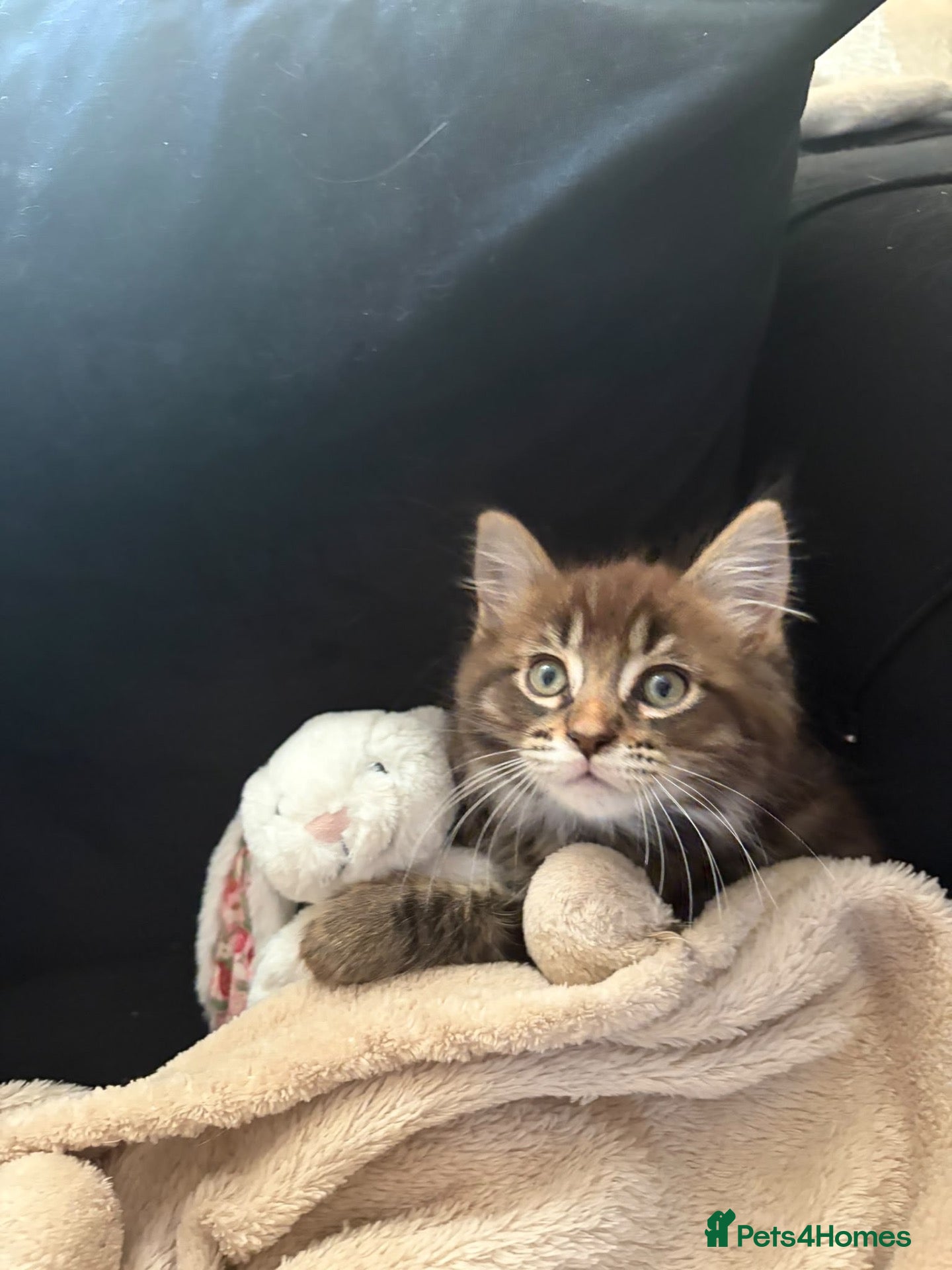Maine Coon cats Maine coon boys and girls available now  - Advert 16