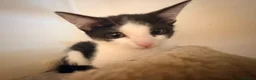 Domestic Shorthair cats for sale: STILL AVAILABLE- 2 black and white kittens  - Advert 11