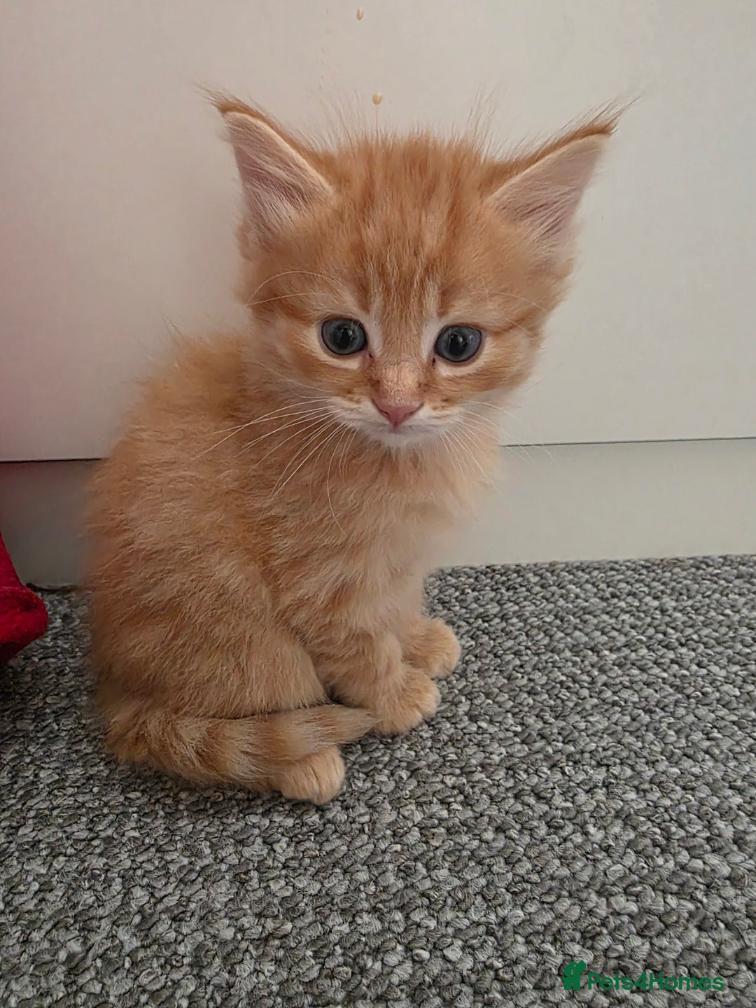 Maine Coon cats for sale: Ginger kitten's  - Image 2