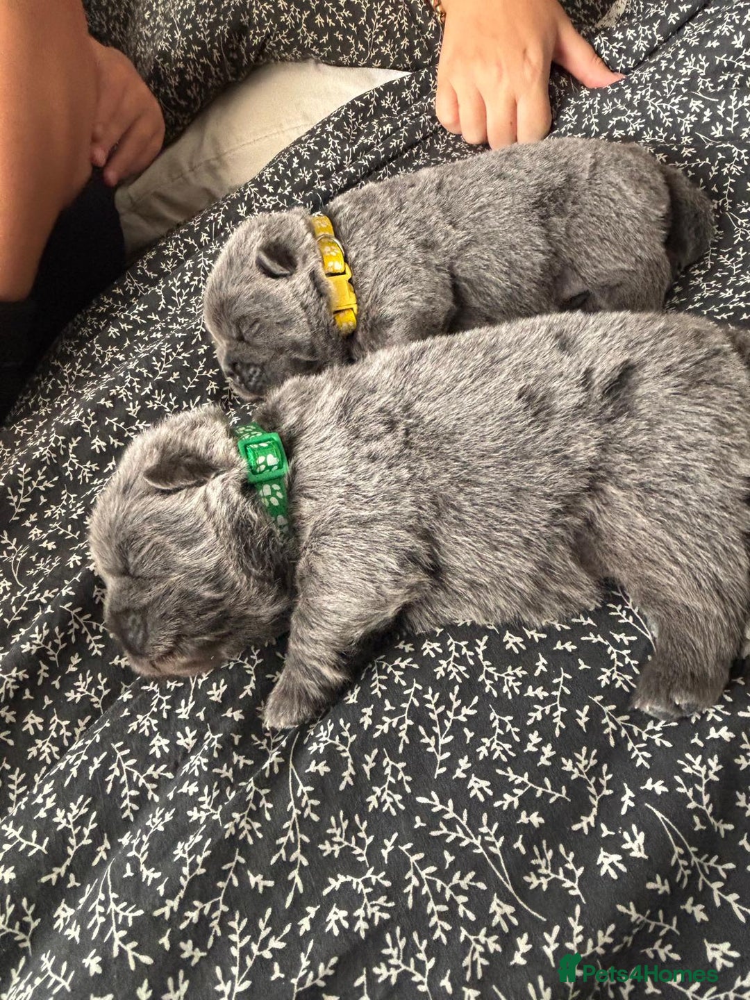Chow Chow dogs for sale: Beautiful blue chow chow litter 💙 - Image 9