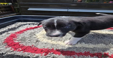 Border Collie dogs - Advert 14