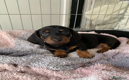 Miniature Dachshund dogs for sale: KC Long haired miniature dachshund puppies - Image 7