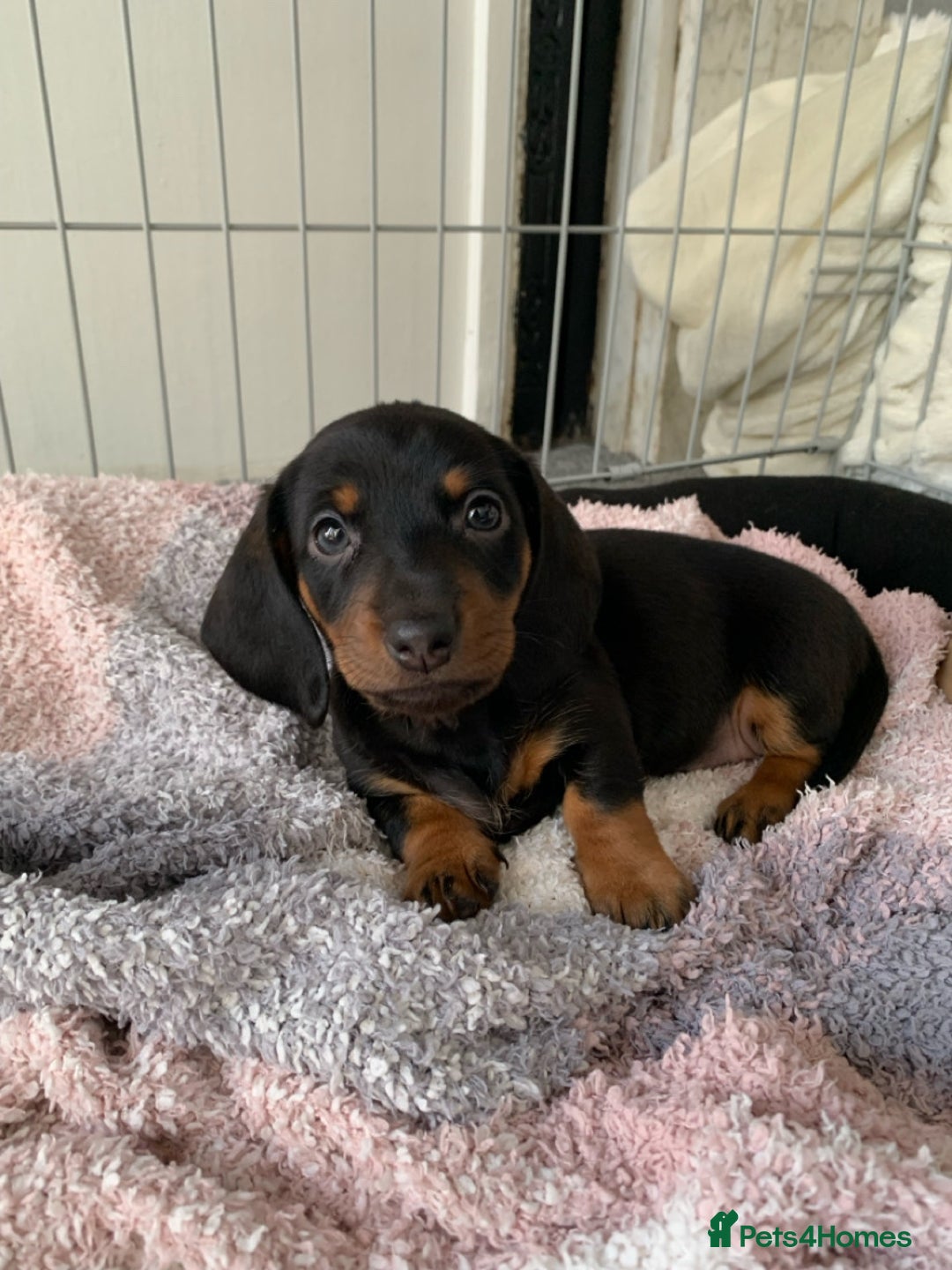 Miniature Dachshund dogs for sale: KC Long haired miniature dachshund puppies - Image 7