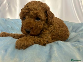 Toy Poodle dogs - Advert 9