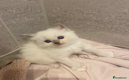 Ragdoll cats for sale: Ragdoll kittens😻 only 1 kitten left 😻ready now  - Image 16