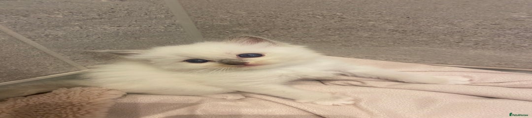 Ragdoll Kitten 3