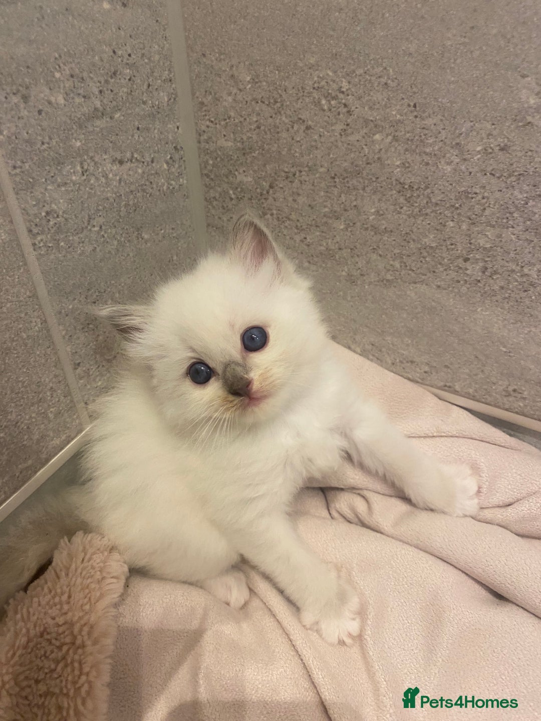 Ragdoll cats for sale: Ragdoll kittens😻 only 1 kitten left 😻ready now  - Image 16