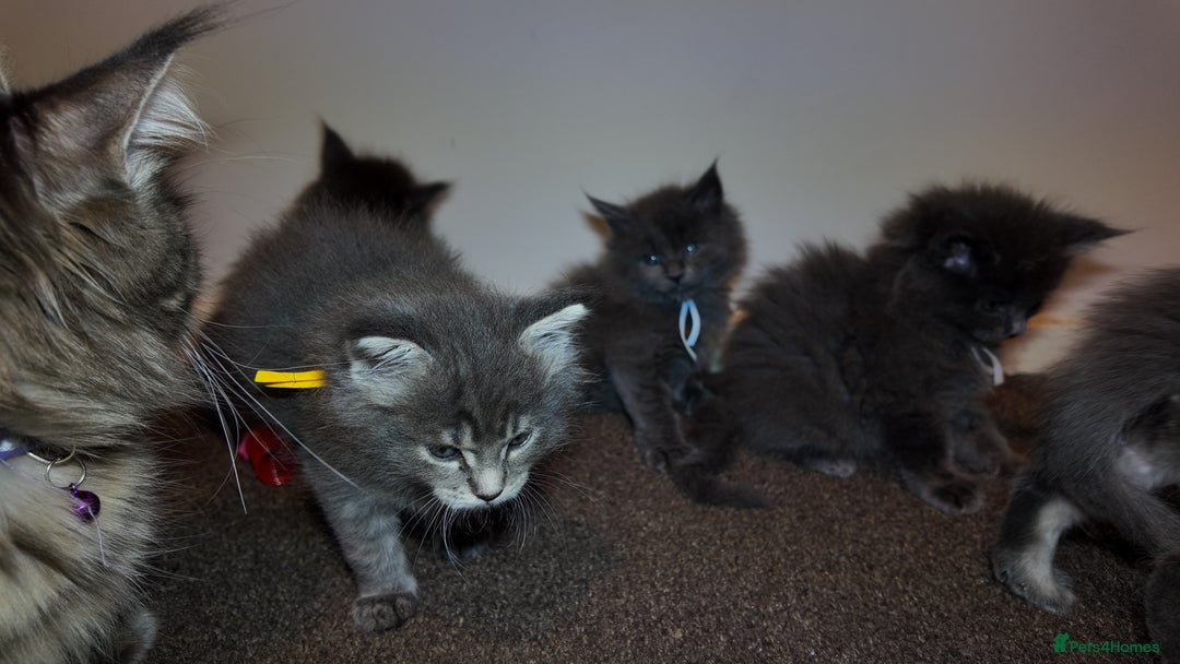 Maine Coon cats for sale: Beautiful Mainecoon Kittens Maine Coon Purebred - Advert 11