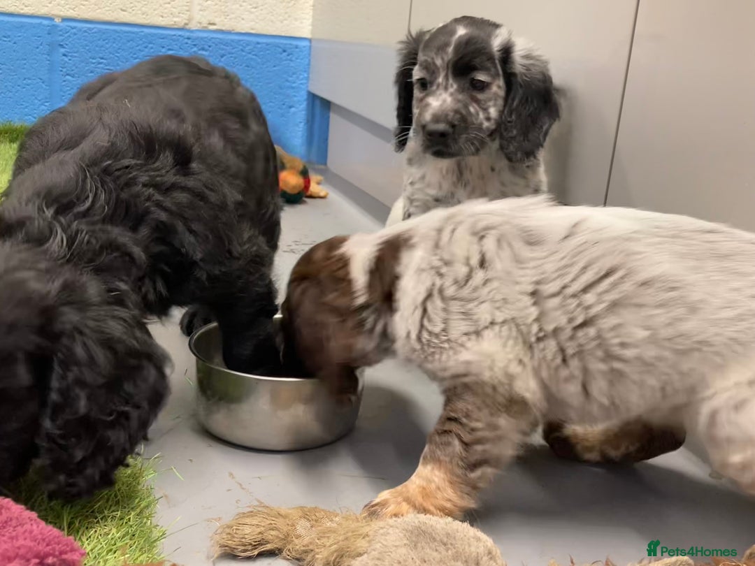 Cocker Spaniel dogs for sale: Cocker Spaniel puppies - Image 6