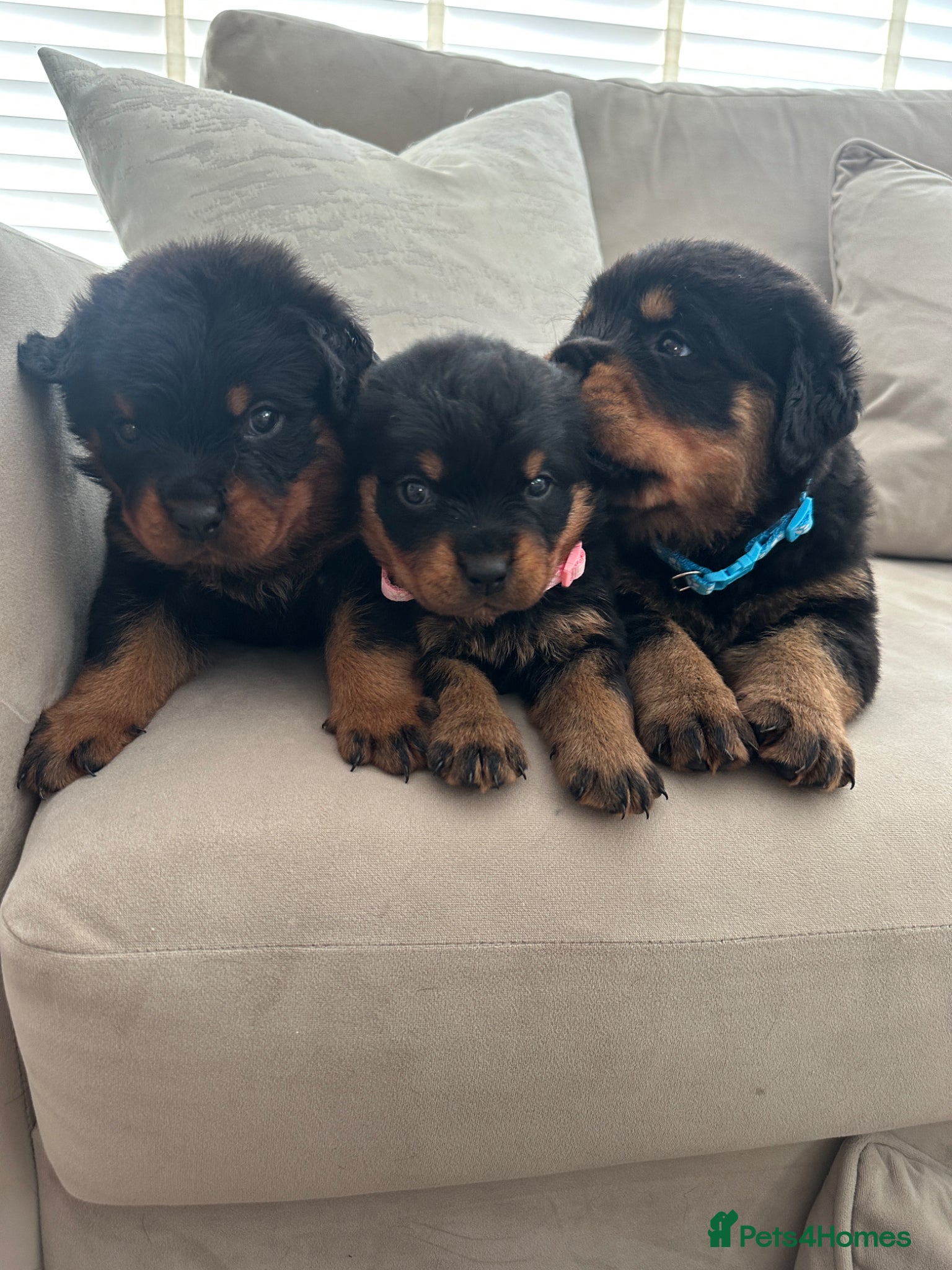Rottweiler dogs OUTSTANDING QUALITY GERMAN ROTTWEILER PUPPIES  - Advert 2