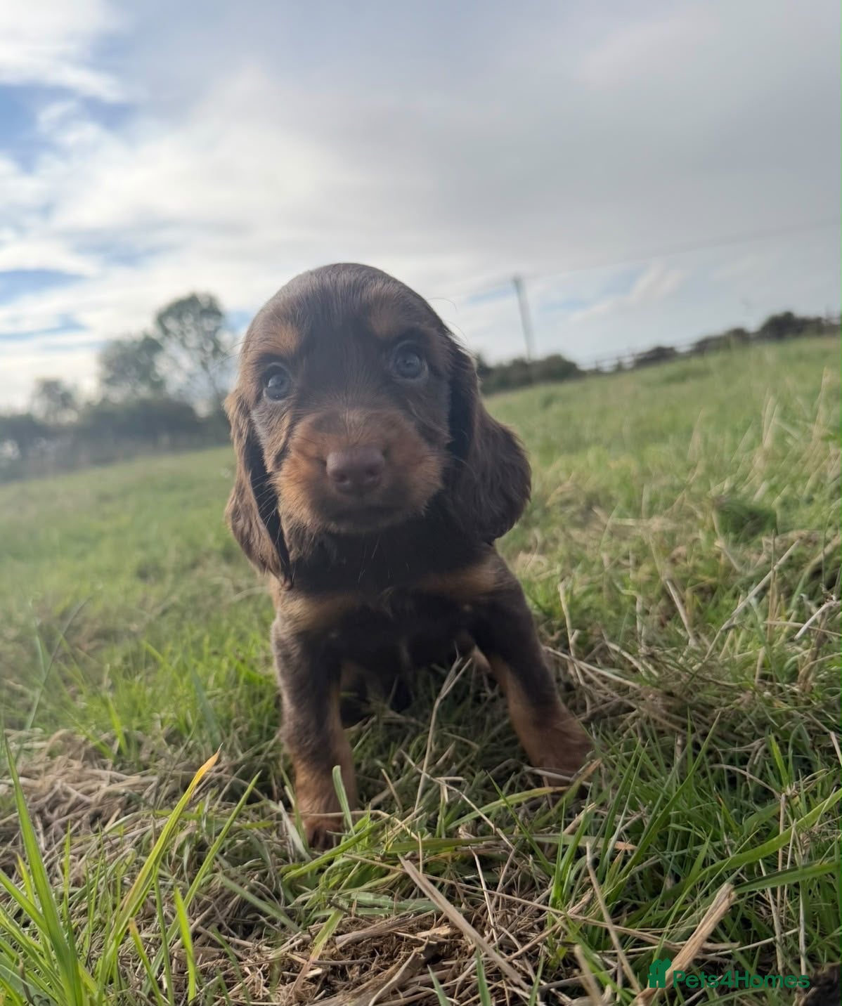 Cocker Spaniel dogs COCKER SPANIELS READY IN 7 DAYS!  - Advert 2