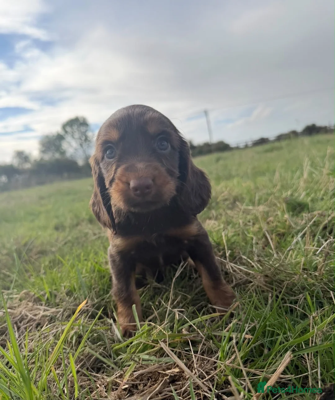 Cocker Spaniel dogs for sale: COCKER SPANIELS READY IN 7 DAYS!  in Boston - Advert 2