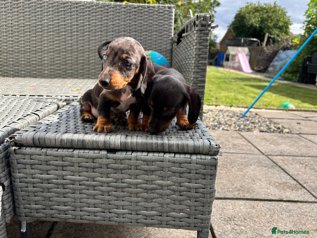 Dachshund dogs for sale: Miniature dachshunds ready now 💗 - Image 8