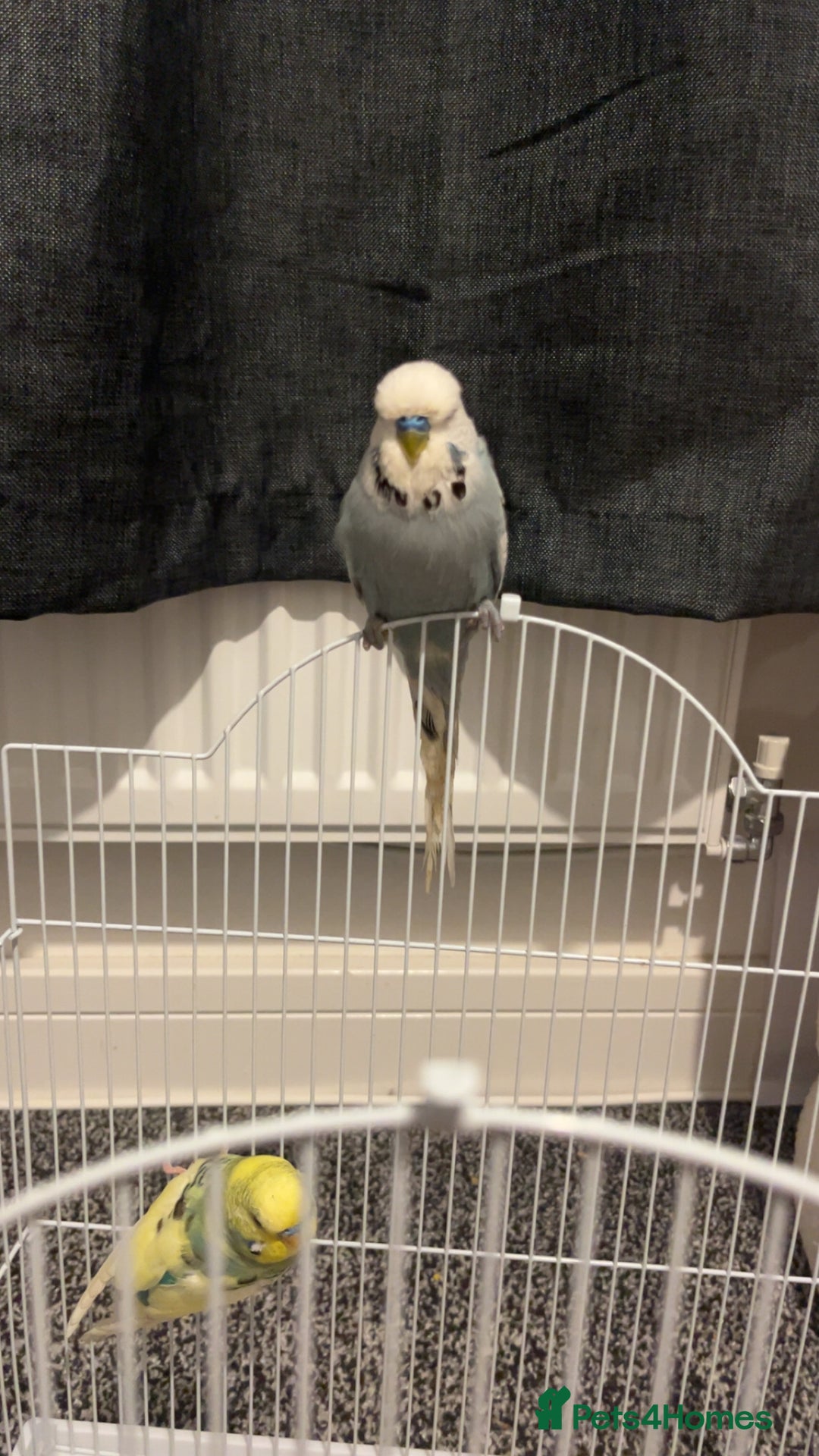 Budgerigars birds for sale: budgies  - Advert 4