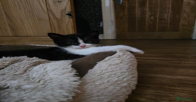 Mixed Breed cats - Advert 1