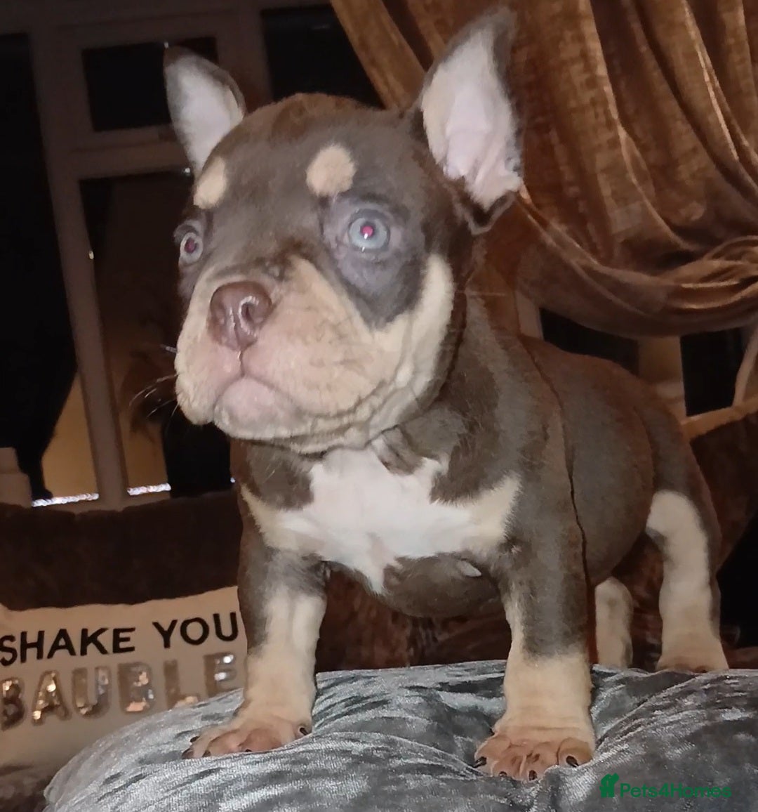 American Bully dogs for sale: ABKC best bloodline Ready to go Pocket Bully  - Advert 7