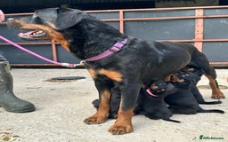 Rottweiler dogs for sale: Kc reg Rottweiler boy Ready now 8 weeks - Image 3