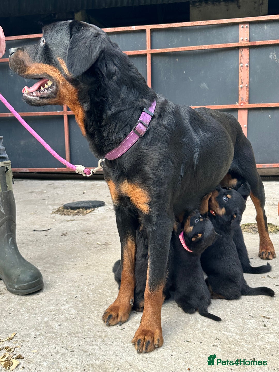Rottweiler dogs for sale: Kc reg Rottweiler boy Ready now 8 weeks - Image 3