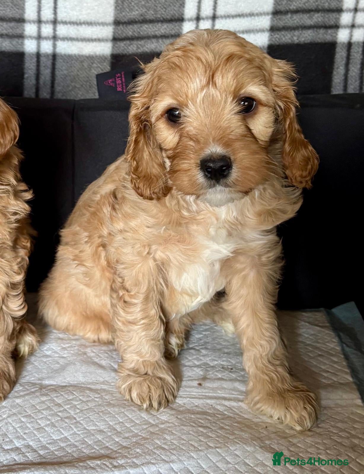 Cavapoo dogs Beautiful red cavapoos  - Advert 2