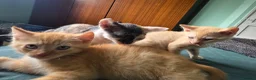 Sphynx cats for sale: Sphynx / Devon Rex Mix Kittens Ready Homes - Advert 38