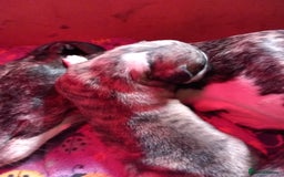 Whippet dogs for sale: Top Class Whippet Puppies bred from Champions - Image 34