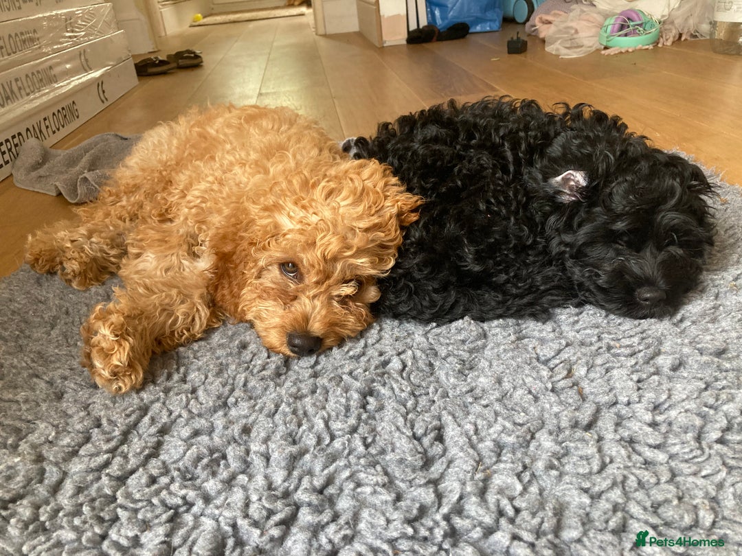 Cavapoo dogs for sale: 14 week old male Cavapoo puppy - Image 6