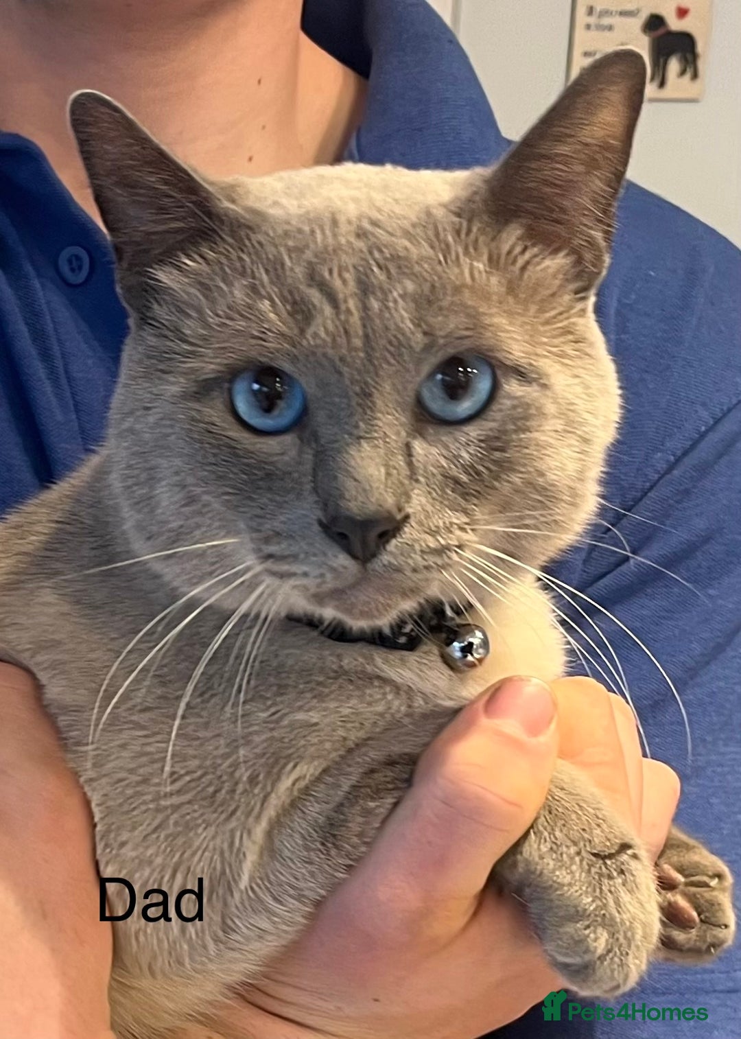 Siamese cats for sale: Blue point Siamese kittens - Advert 6