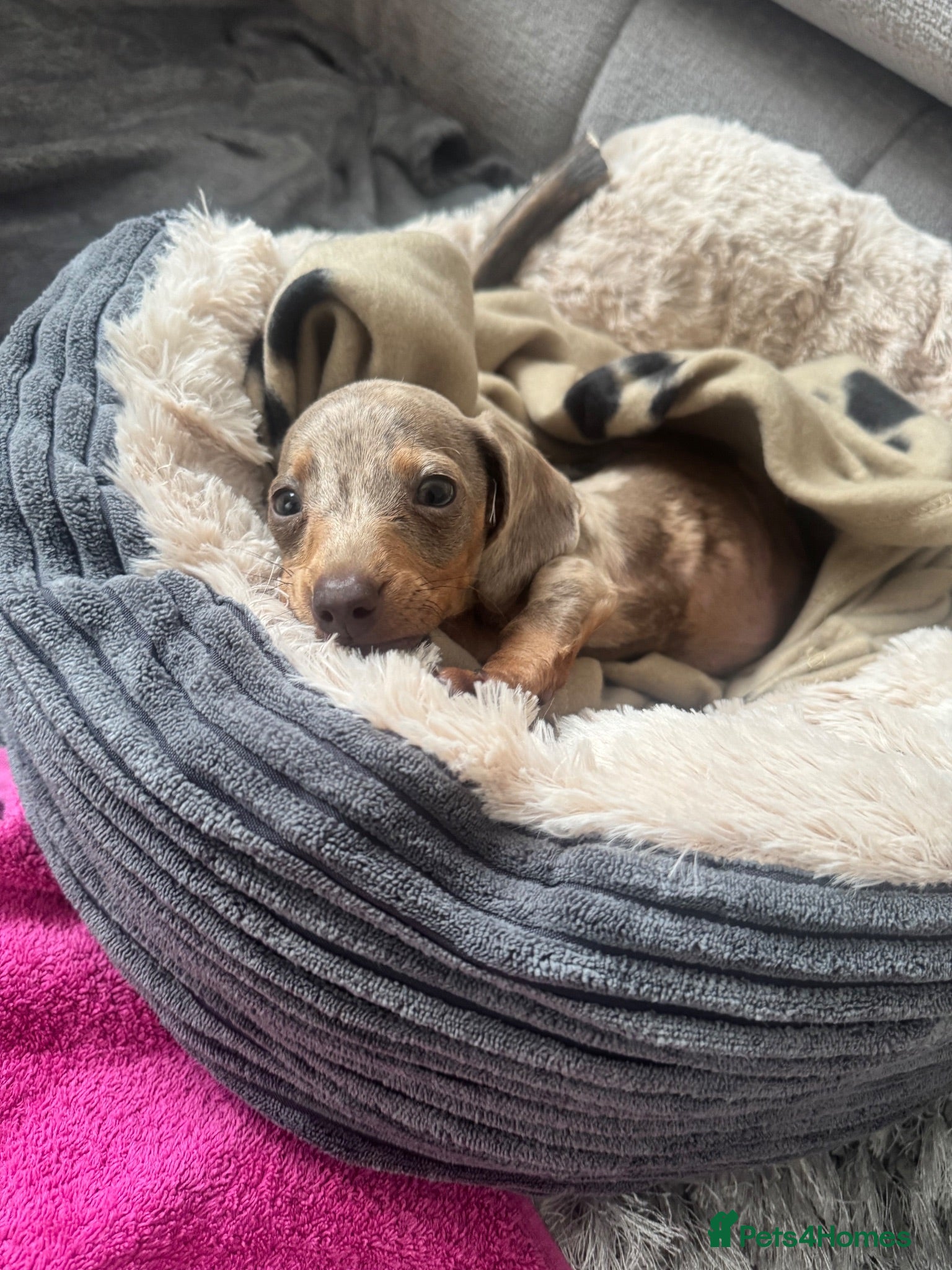 Miniature Dachshund dogs Miniature Dachshund  - Advert 6