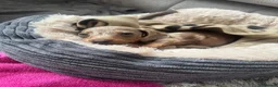 Miniature Dachshund dogs for sale: Miniature Dachshund  - Advert 1