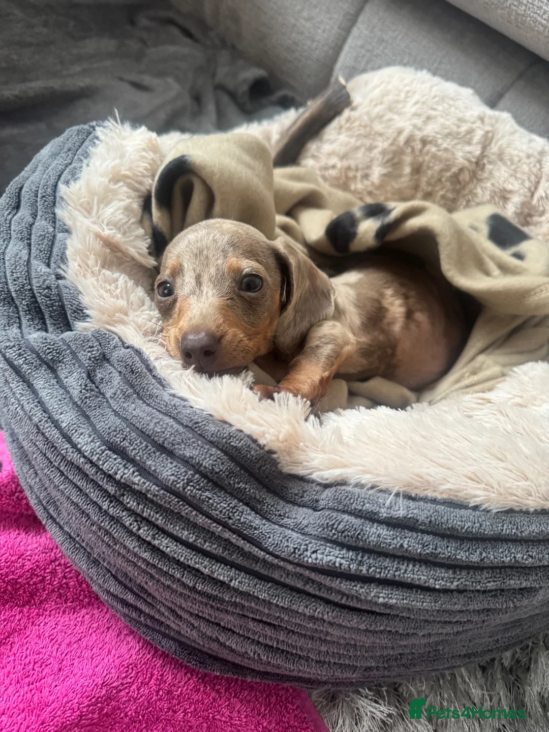 Miniature Dachshund dogs for sale: Miniature Dachshund  - Advert 1