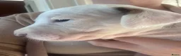 Mixed Breed dogs for sale: English bull terrier x Staffordshire bull terrier - Advert 8