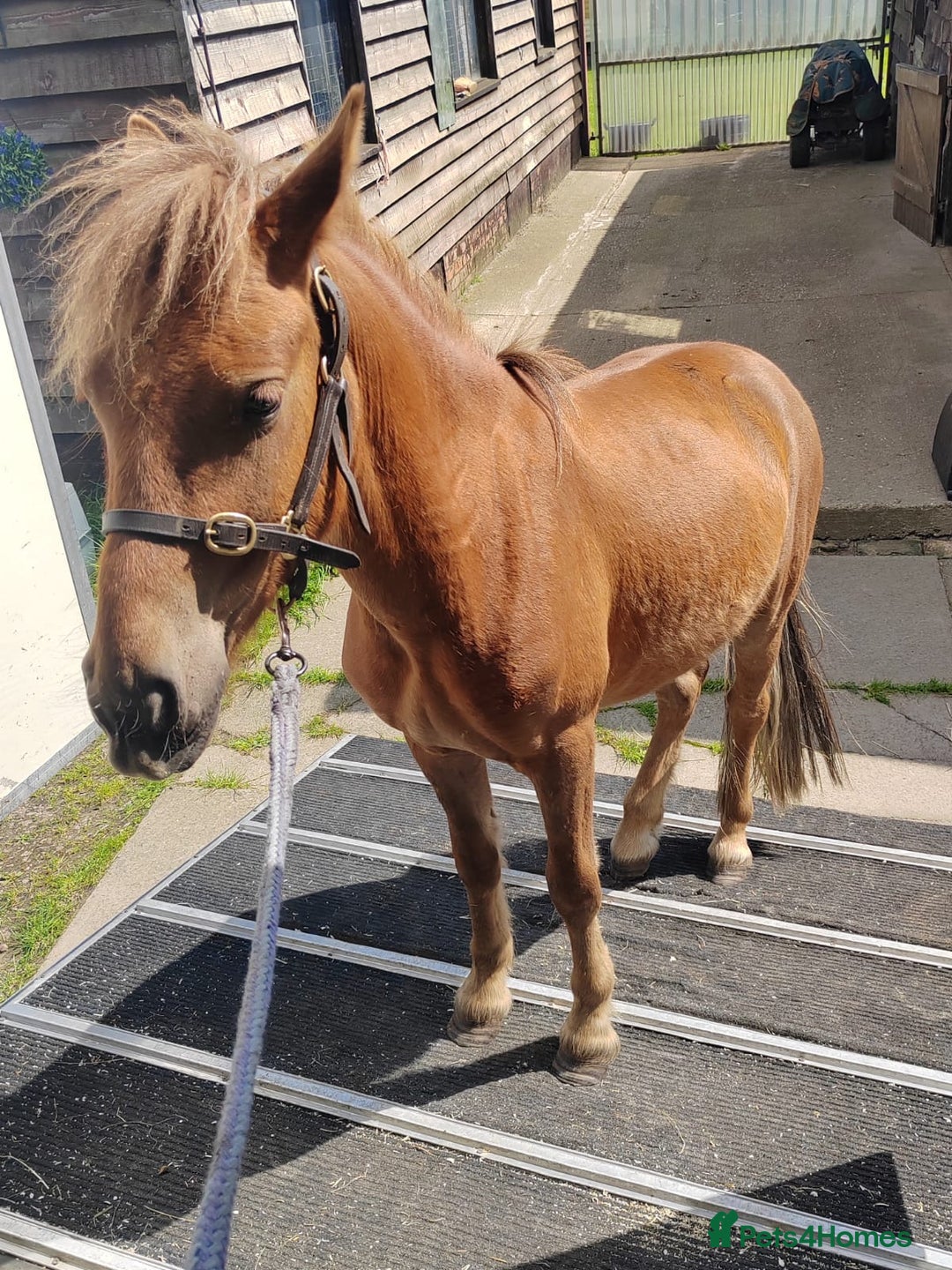 Dartmoor horses for sale: Gorgeous super friendly Dartmoor Pony - Advert 6