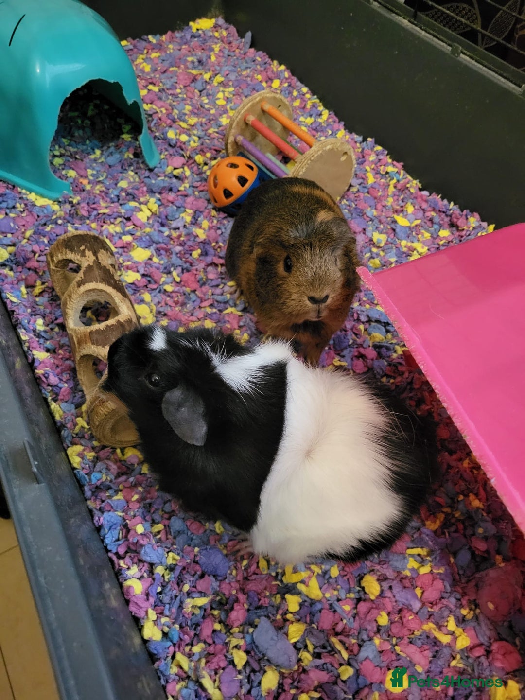 Guinea Pig rodents for sale: Female guinea pig pair (must stay together) - Advert 3